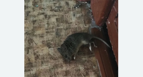 Дезинфекция от мышей в Гжели