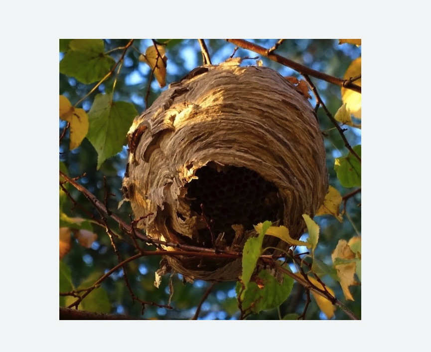 Обработка от шершней в Гжели