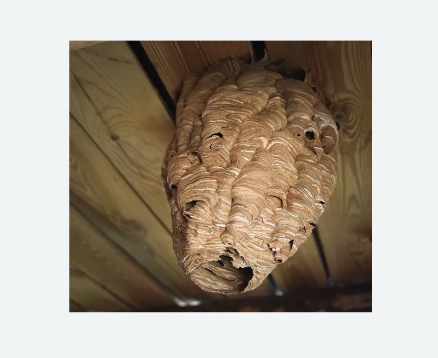 обработка от шершней в Гжели