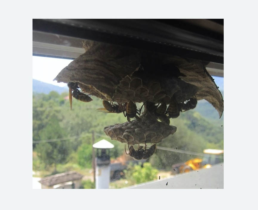 Уничтожение гнёзд шершней в Гжели