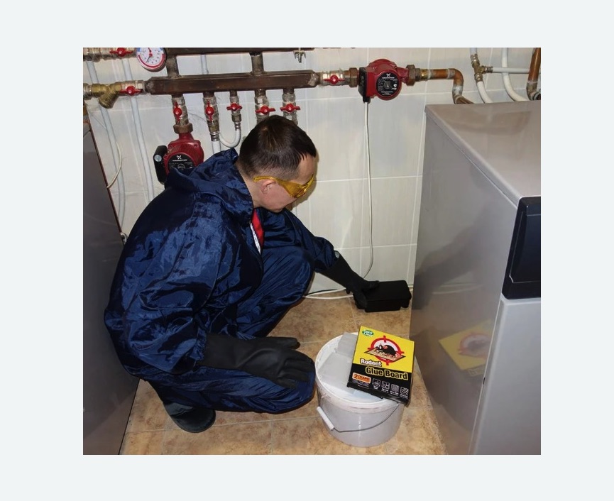 Уничтожение крыс Уничтожение крыс в Гжели