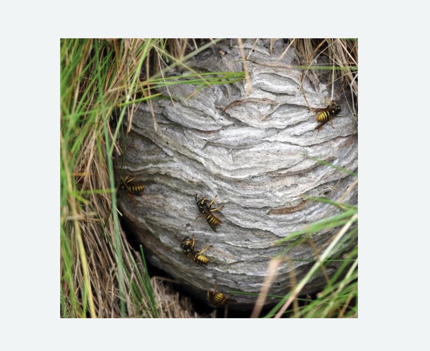 Уничтожение ос и ульев в Гжели